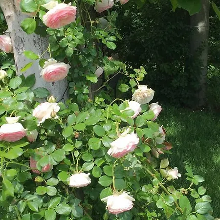 Fondo Giardinetto ゲストハウス San Cesario sul Panaro