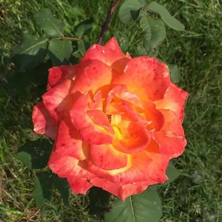 ゲストハウス Fondo Giardinetto San Cesario sul Panaro