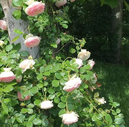 Fondo Giardinetto Pensión San Cesario Sul Panaro